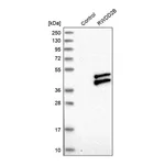 Merck Anti-RWDD2B antibody produced in rabbit