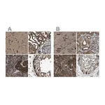 Merck Anti-ARFGAP2 antibody produced in rabbit