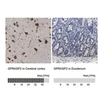 Merck Anti-GPRASP2 antibody produced in rabbit
