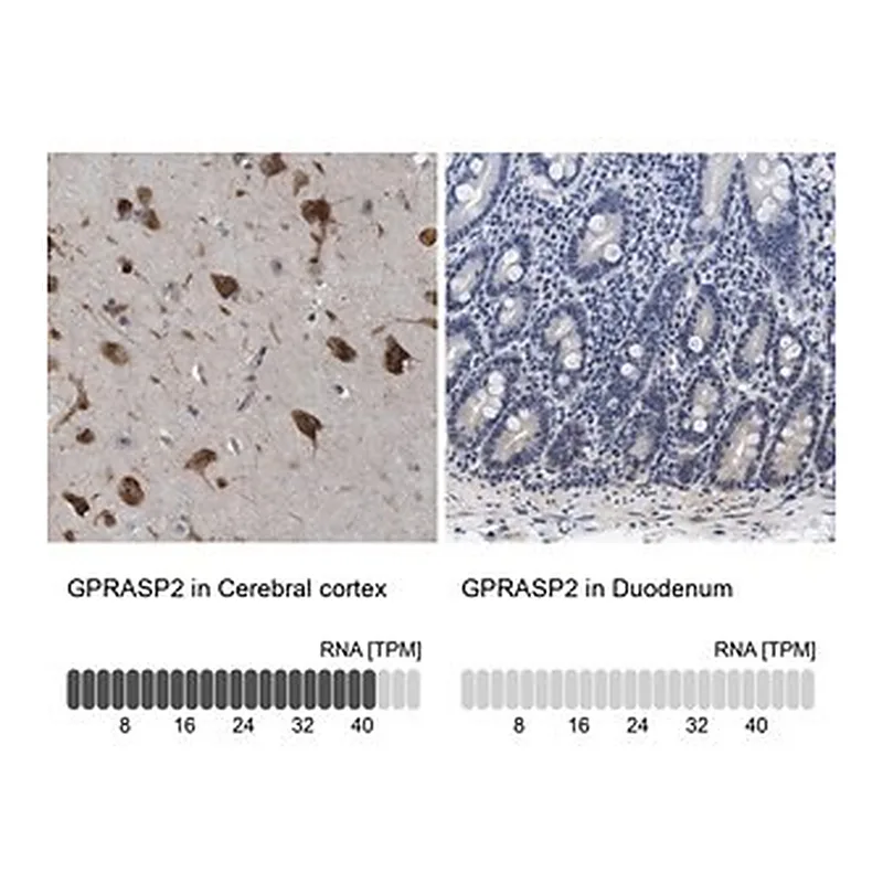 Merck Anti-GPRASP2 antibody produced in rabbit