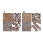 Merck Anti-ARHGEF11 antibody produced in rabbit