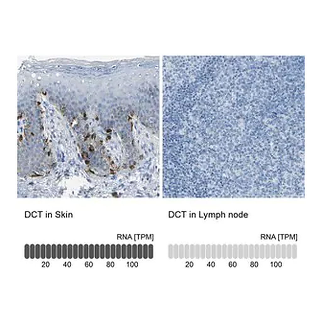 Merck Anti-DCT antibody produced in rabbit