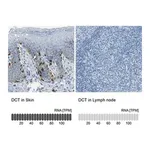 Merck Anti-DCT antibody produced in rabbit
