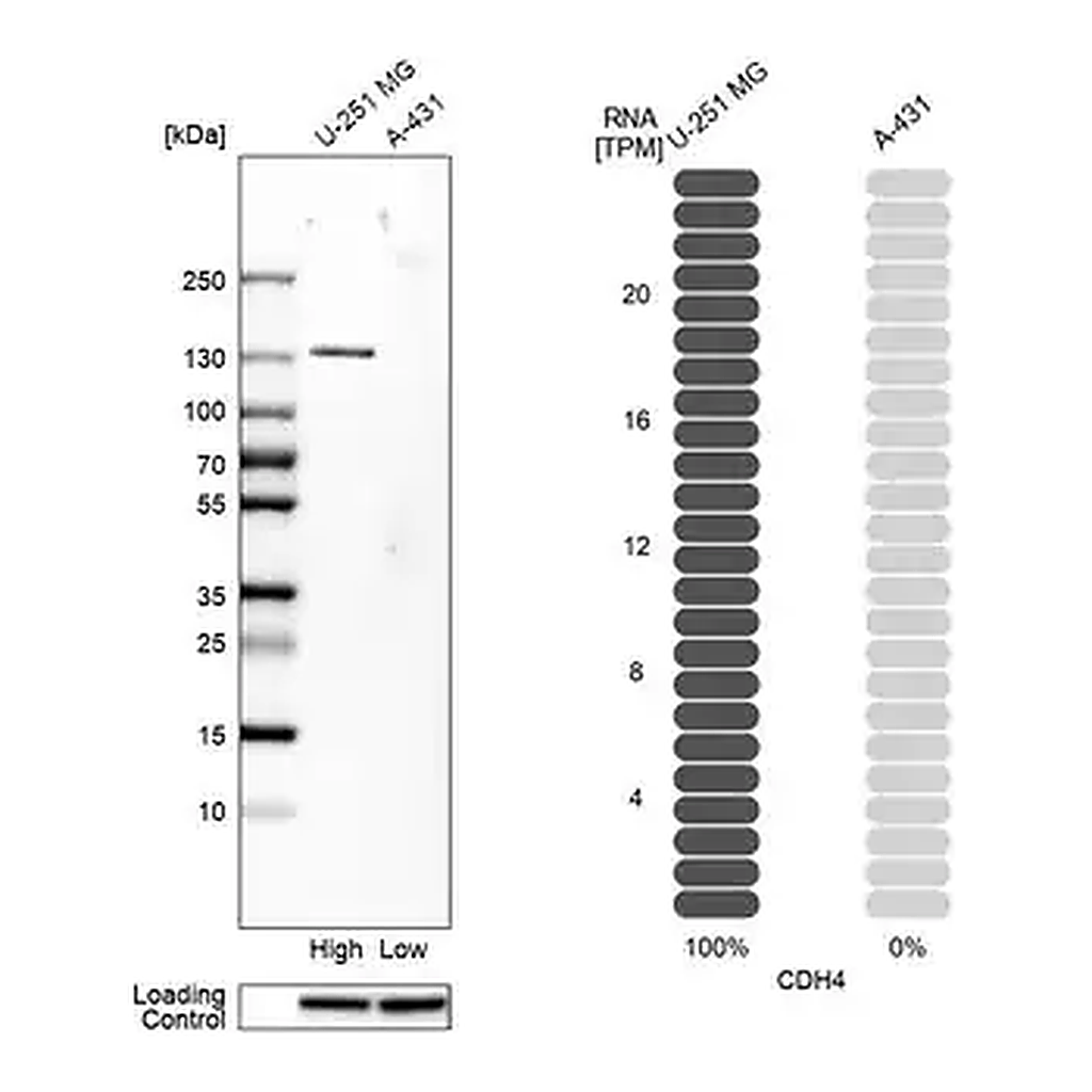 Merck Anti-CDH4 antibody produced in rabbit