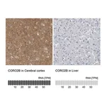 Merck Anti-CORO2B antibody produced in rabbit