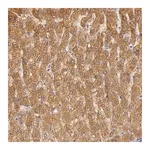 Merck Anti-CBS antibody produced in rabbit