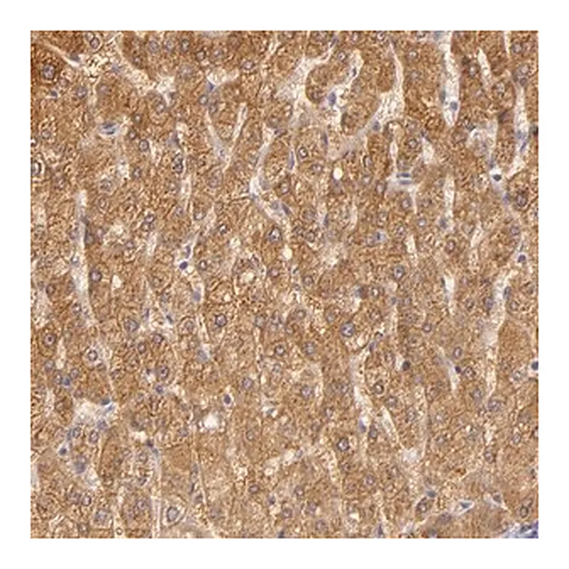 Merck Anti-CBS antibody produced in rabbit