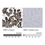 Merck Anti-RRBP1 antibody produced in rabbit
