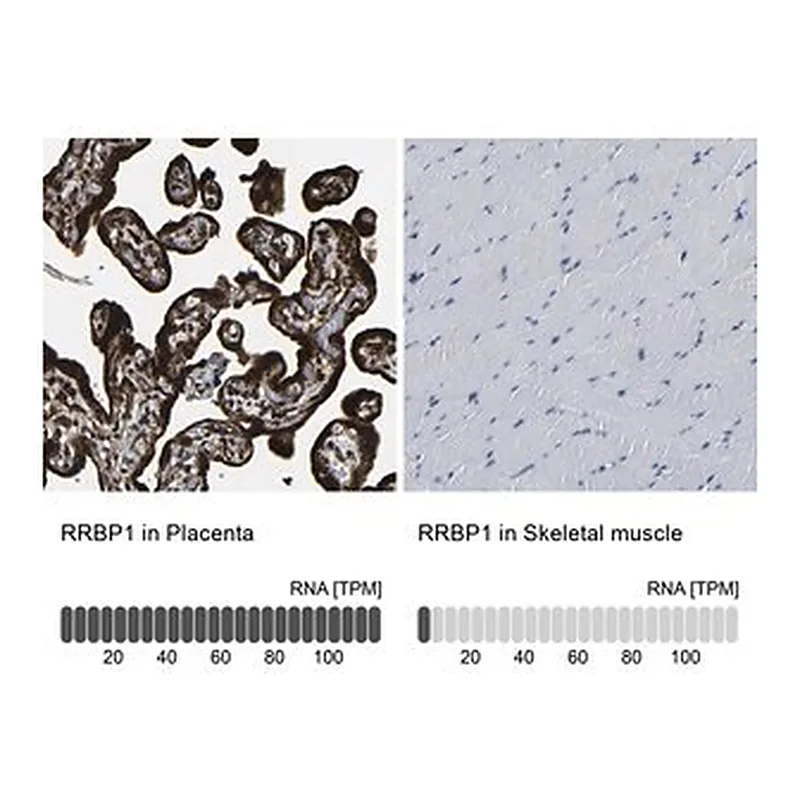 Merck Anti-RRBP1 antibody produced in rabbit