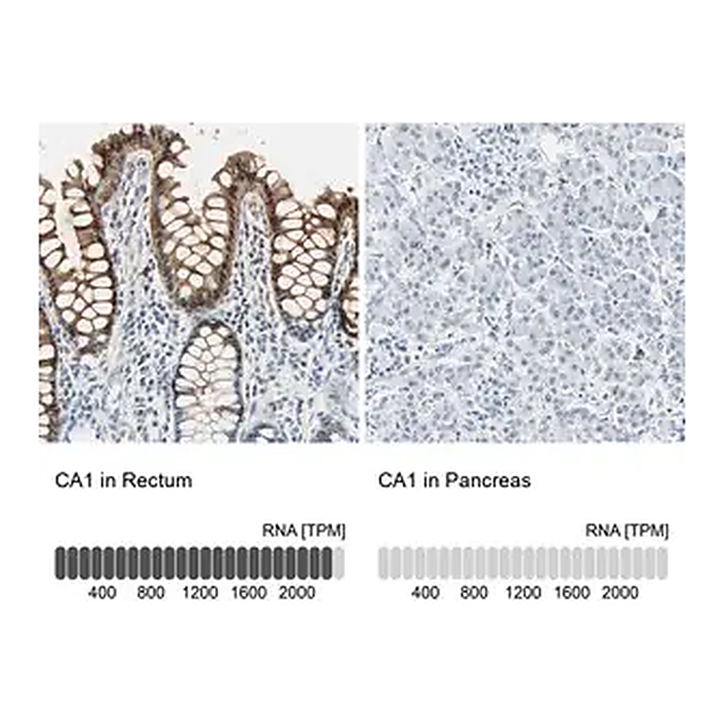 Merck Anti-CA1 antibody produced in rabbit