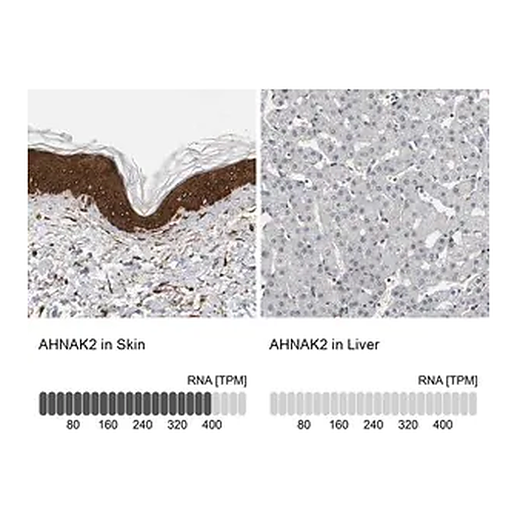 Merck Anti-AHNAK2 antibody produced in rabbit
