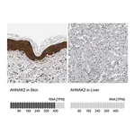 Merck Anti-AHNAK2 antibody produced in rabbit
