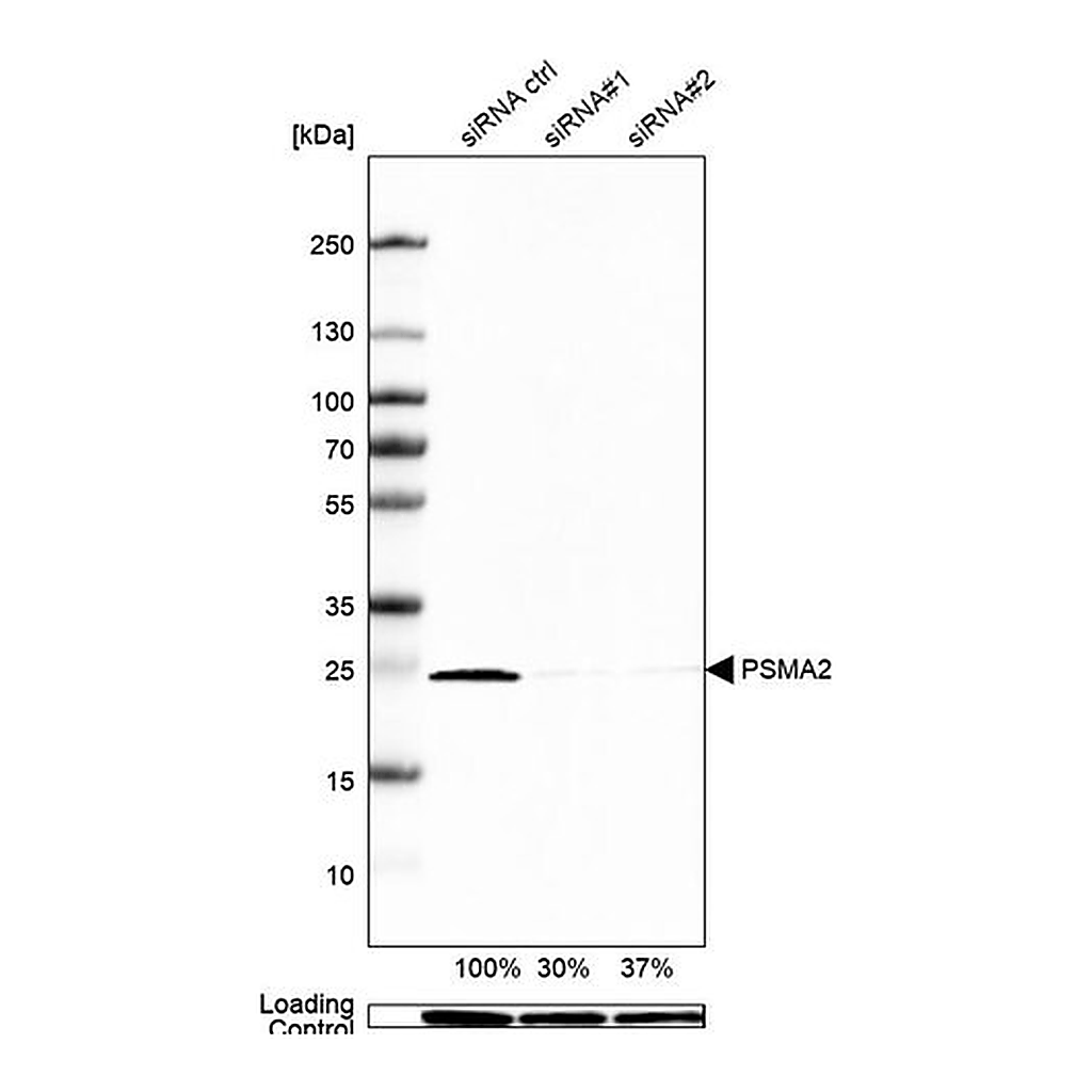 Merck Anti-PSMA2 antibody produced in rabbit