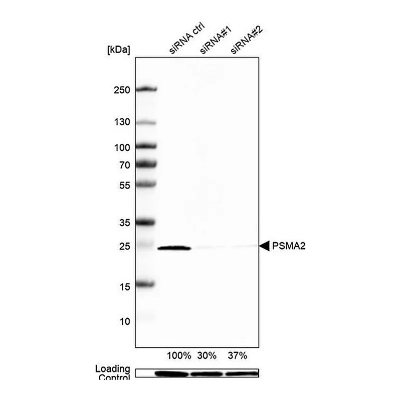 Merck Anti-PSMA2 antibody produced in rabbit