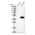 Merck Anti-AGPAT5 antibody produced in rabbit