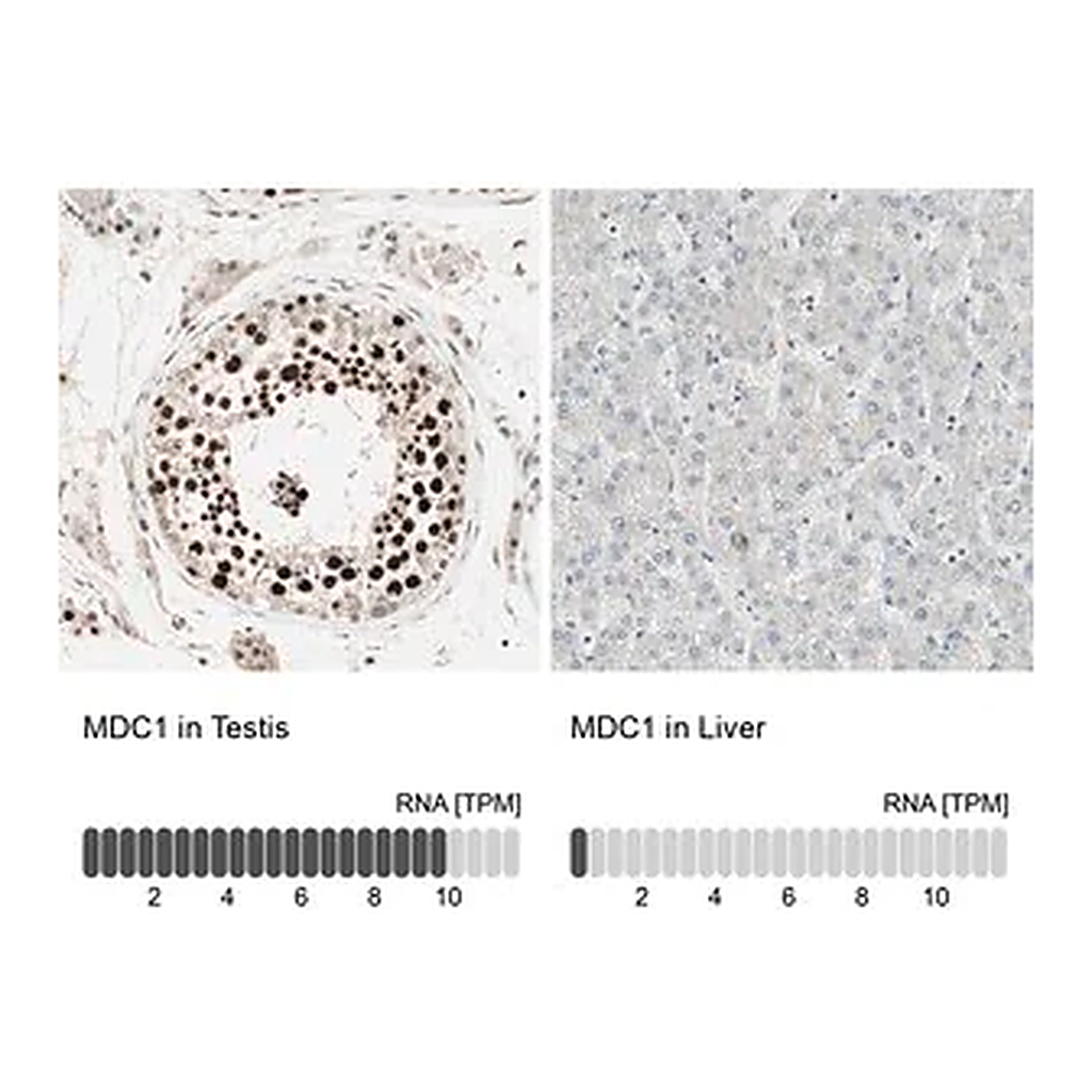 Merck ANTI-MDC1 antibody produced in rabbit