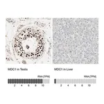 Merck ANTI-MDC1 antibody produced in rabbit