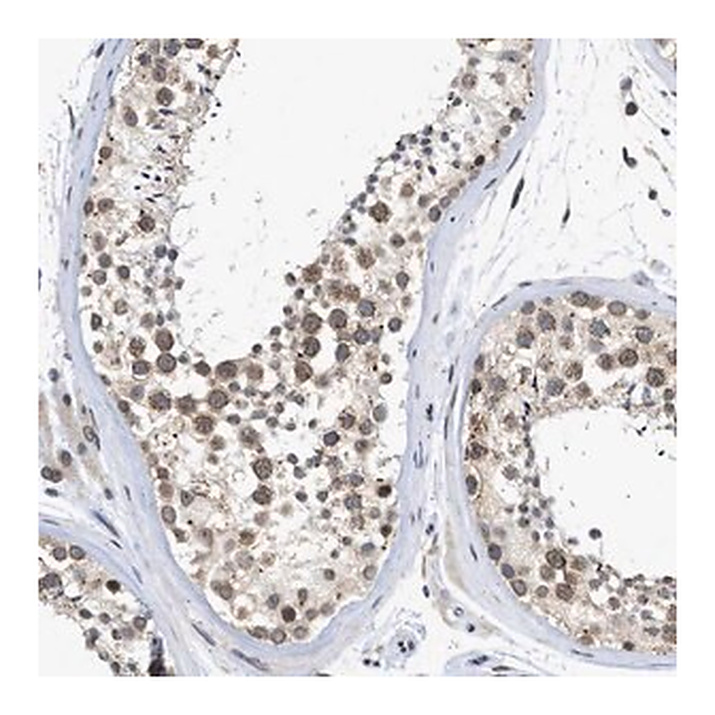 Merck Anti-NUP35 antibody produced in rabbit