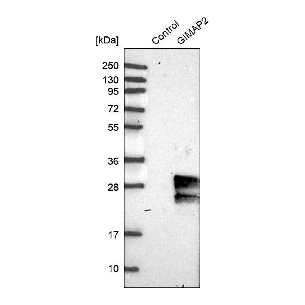 Merck Anti-GIMAP2 antibody produced in rabbit
