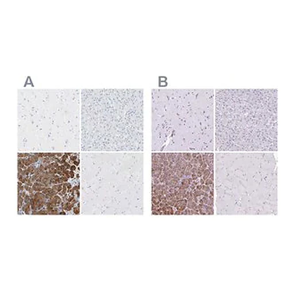 Merck Anti-CEL antibody produced in rabbit