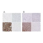 Merck Anti-CEL antibody produced in rabbit