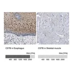 Merck Anti-CSTB antibody produced in rabbit