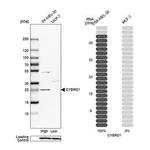 Merck Anti-CYBRD1 antibody produced in rabbit