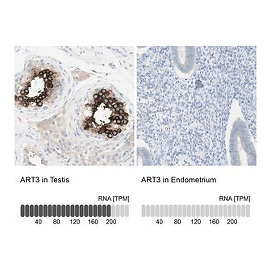 Merck Anti-ART3 antibody produced in rabbit