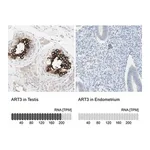 Merck Anti-ART3 antibody produced in rabbit