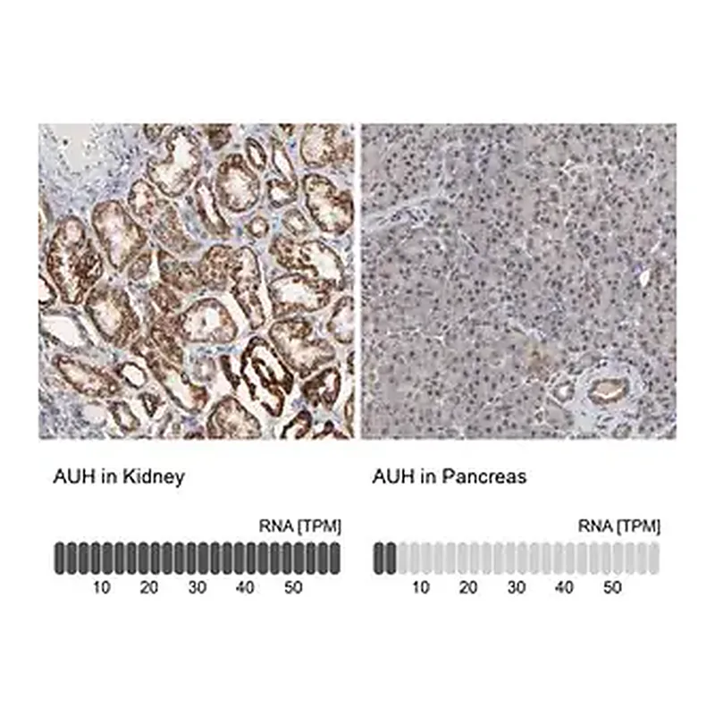 Merck Anti-AUH antibody produced in rabbit
