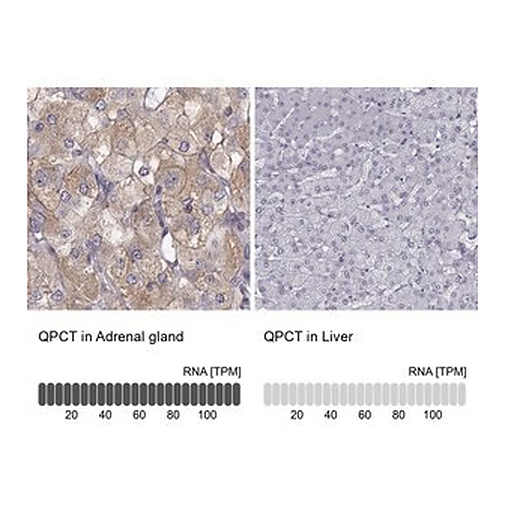 Merck Anti-QPCT antibody produced in rabbit