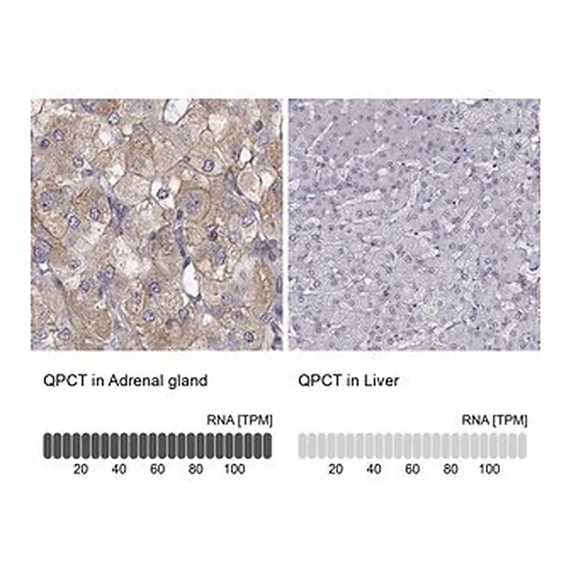 Merck Anti-QPCT antibody produced in rabbit