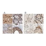 Merck Anti-LRRC47 antibody produced in rabbit
