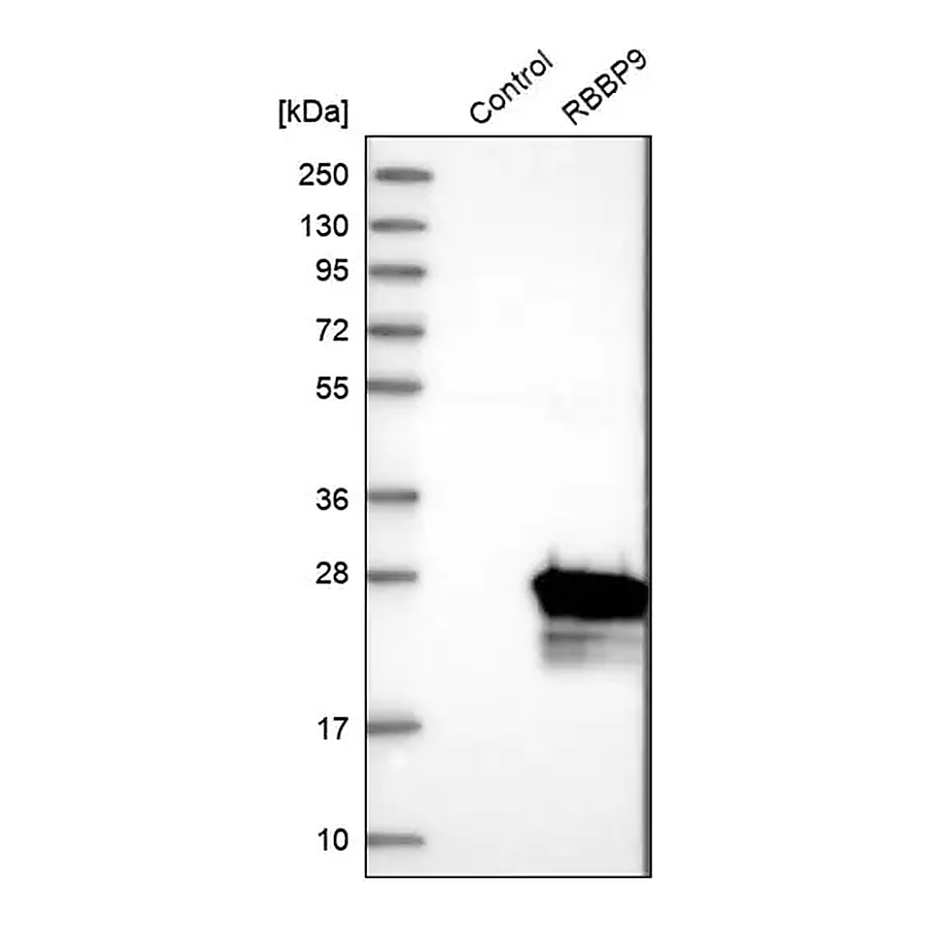 Merck Anti-RBBP9 antibody produced in rabbit