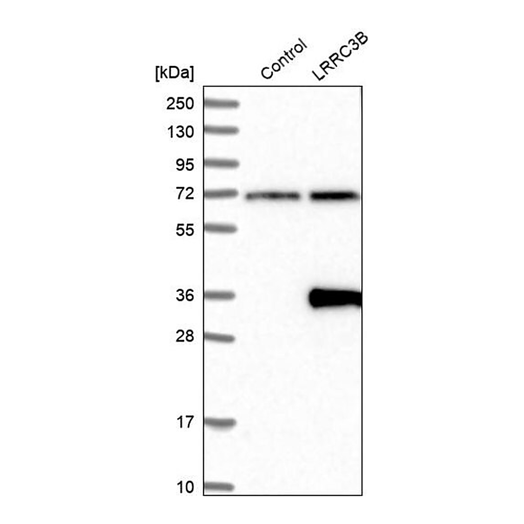 Merck Anti-LRRC3B antibody produced in rabbit
