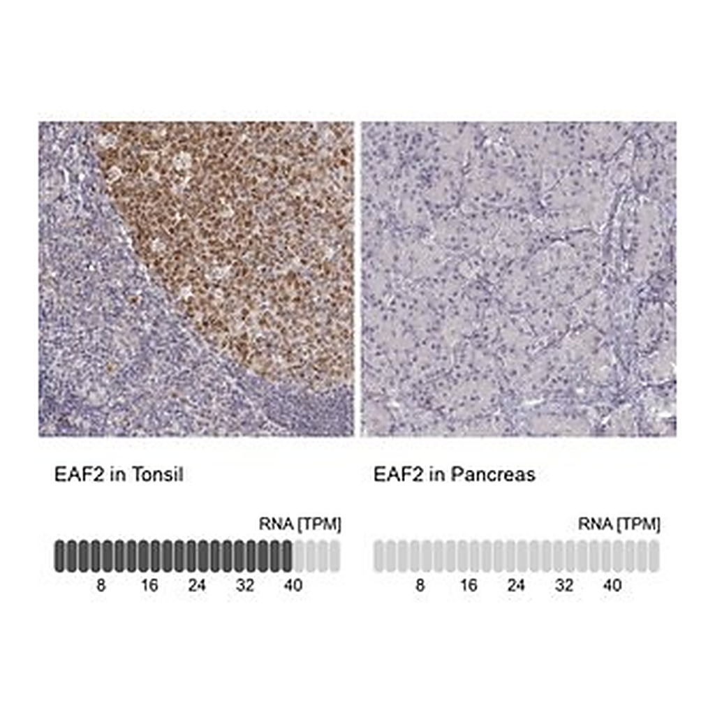 Merck Anti-EAF2 antibody produced in rabbit