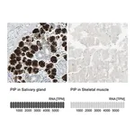 Merck Anti-PIP antibody produced in rabbit