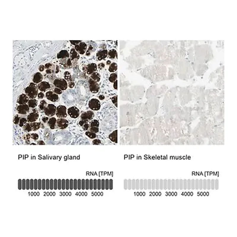 Merck Anti-PIP antibody produced in rabbit