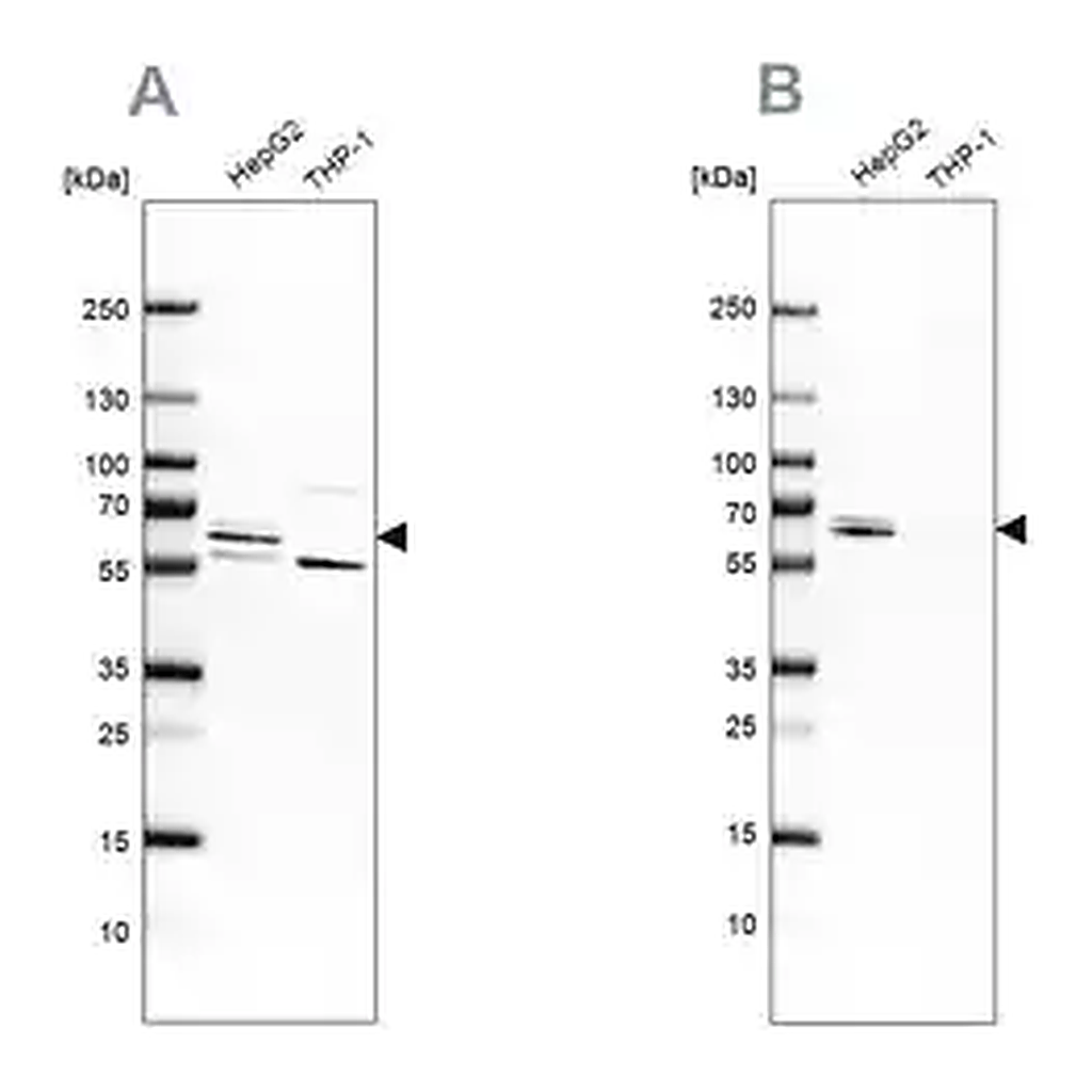 Merck Anti-CDR2 antibody produced in rabbit