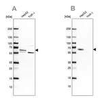 Merck Anti-CDR2 antibody produced in rabbit