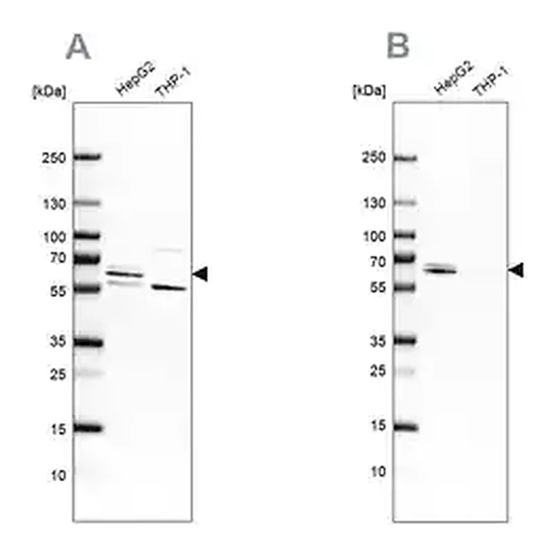 Merck Anti-CDR2 antibody produced in rabbit