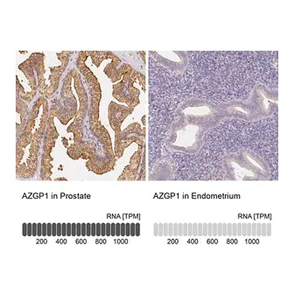 Merck Anti-AZGP1 antibody produced in rabbit