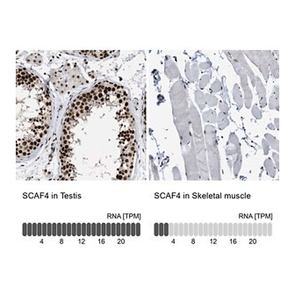 Merck Anti-SCAF4 antibody produced in rabbit
