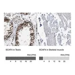 Merck Anti-SCAF4 antibody produced in rabbit
