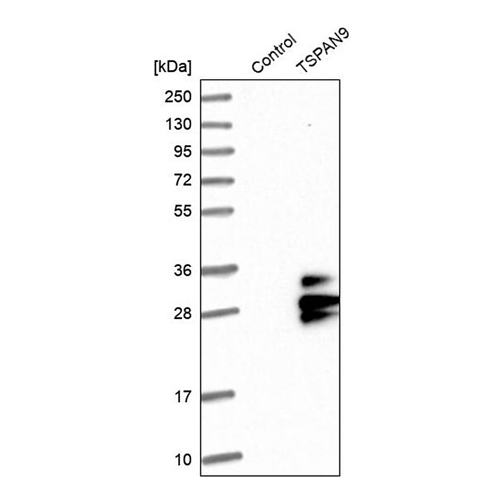 Merck Anti-TSPAN9 antibody produced in rabbit
