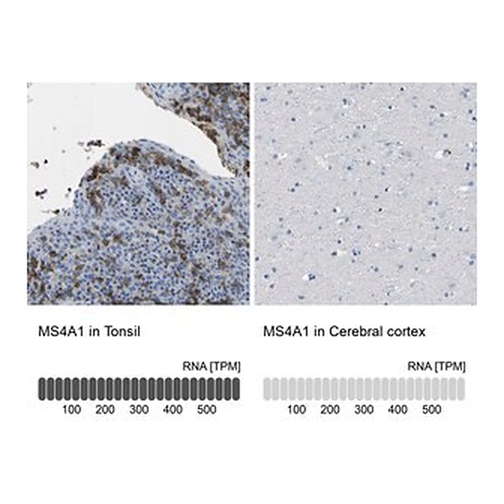 Merck Anti-MS4A1 antibody produced in rabbit