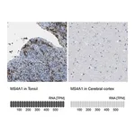 Merck Anti-MS4A1 antibody produced in rabbit
