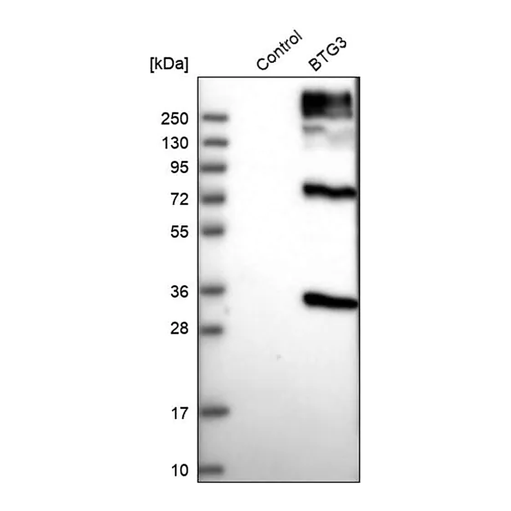 Merck Anti-BTG3 antibody produced in rabbit