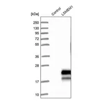Merck Anti-LSMEM1 antibody produced in rabbit