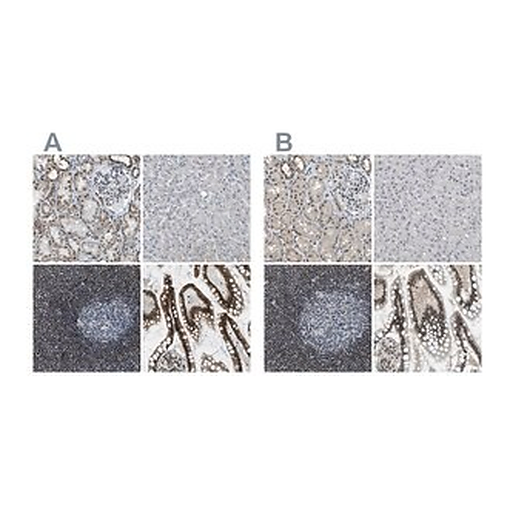Merck Anti-SP100 antibody produced in rabbit